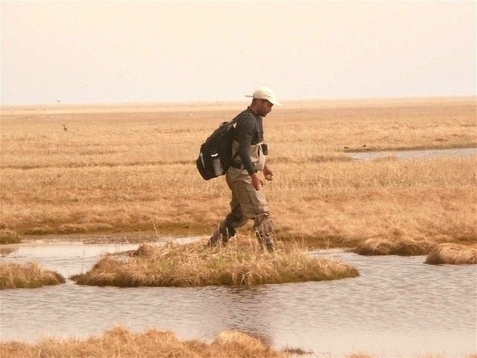 2013 -Migratory Birds-Work(01)
