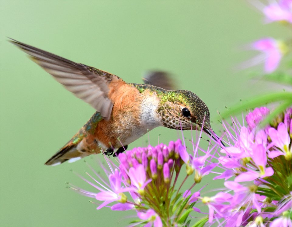 Rufous hummingbird at Seedskadee National Wildlife Refuge