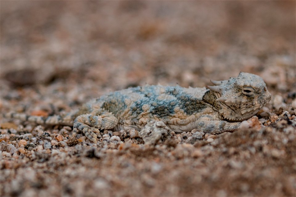 Desert horned lizard (Phrynosoma platyrhinos) photo