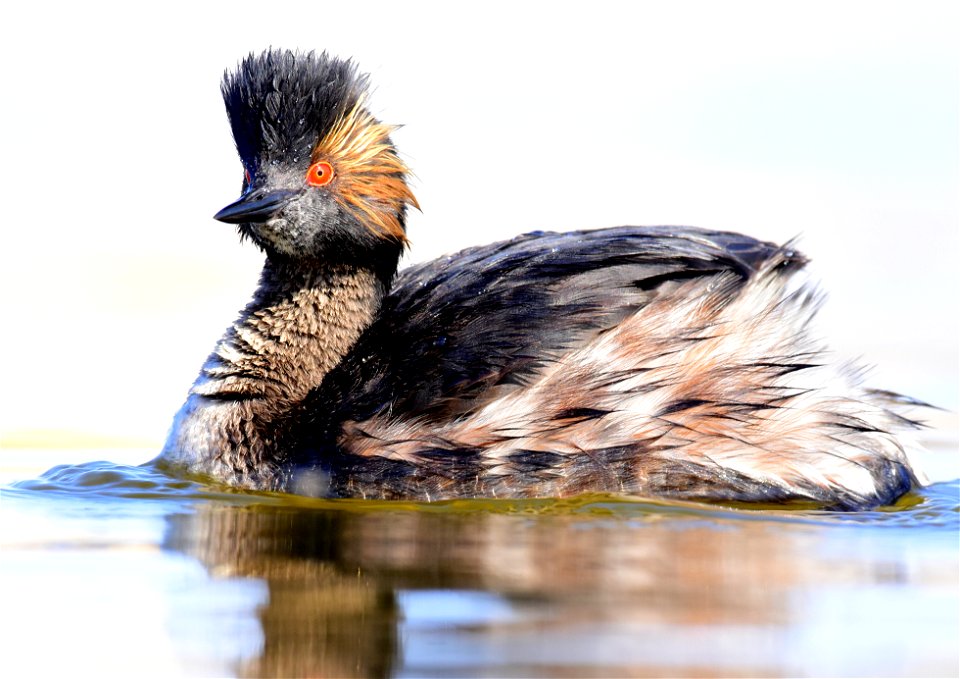 Eared grebe at Seedskadee National Wildlife Refuge