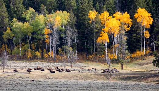 Bison resting by aspens photo