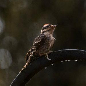 Day 162 - Juvenile Downy Woodpecker