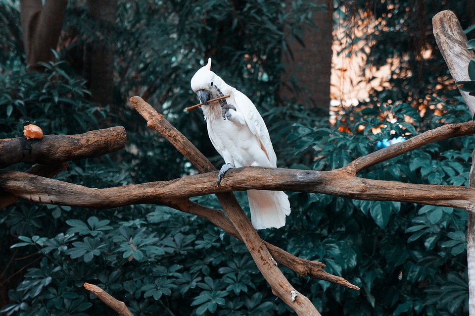 Beautiful fresh animal