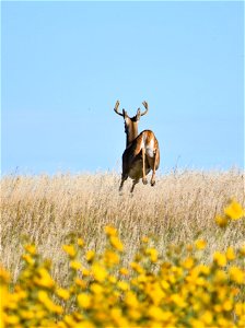 White-tailed Deer on Broken Arrow WPA Lake Andes Wetland Management District South Dakota
