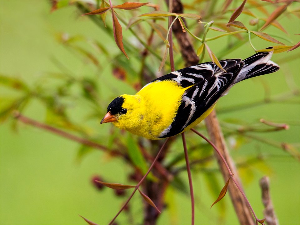 Male American Goldfinch photo