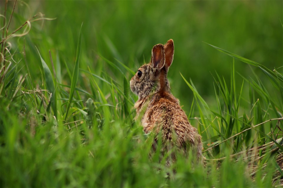 Cottontail Rabbit Lake Andes Wetland Management District South Dakota photo