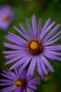 Aromatic Aster photo
