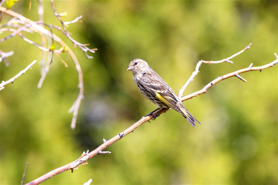 Pine siskin (Spinus pinus) in Mammoth Campground