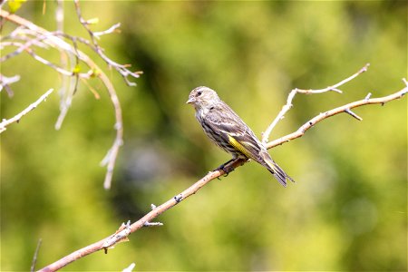 Pine siskin (Spinus pinus) in Mammoth Campground