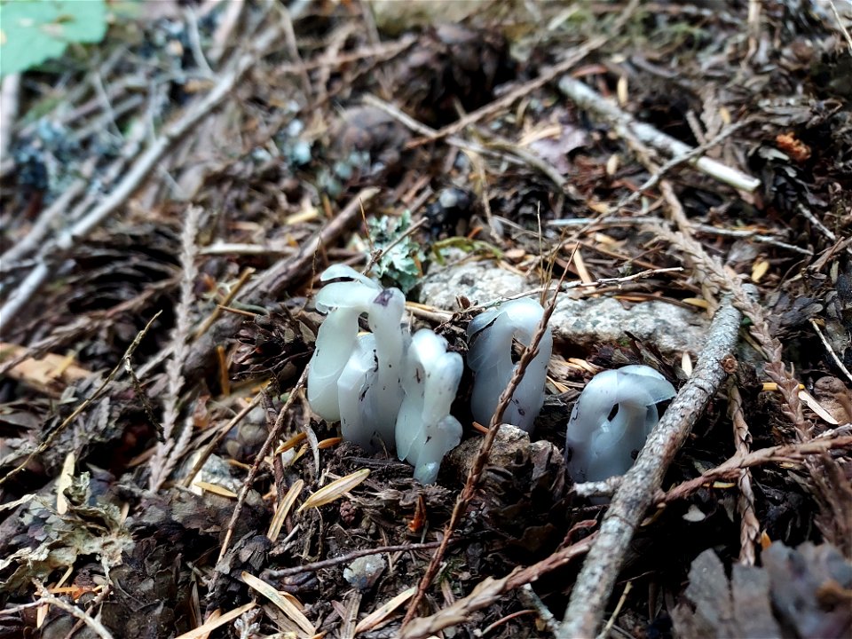 Ghost plant, Mt. Baker-Snoqualmie National Forest. Photo by Anne Vassar July 21, 2021.