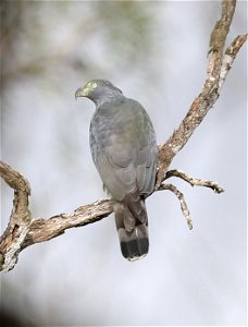 206 - HOOK-BILLED KITE (12-05-2022) bentsen rio grande state park, palmview, hidalgo co, tx -08
