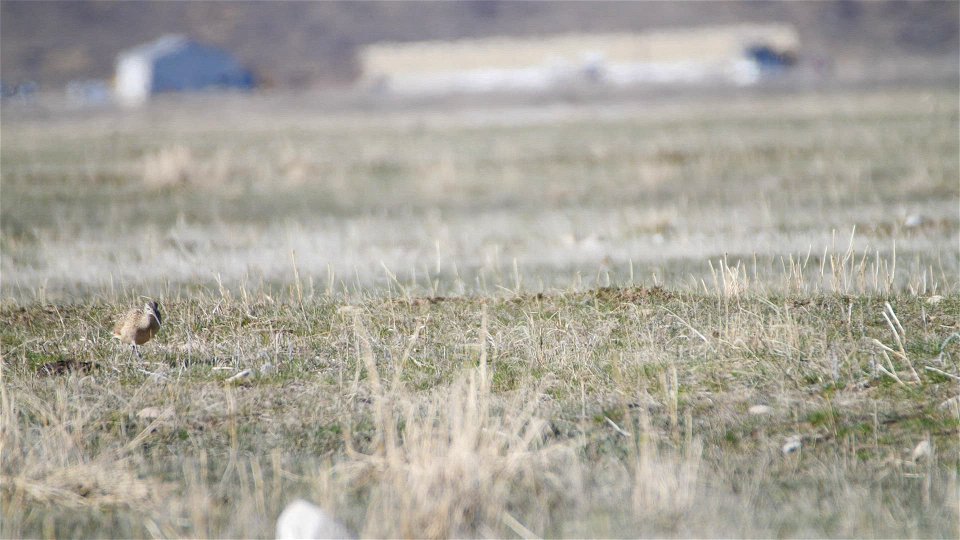 Long-billed Curlew photo