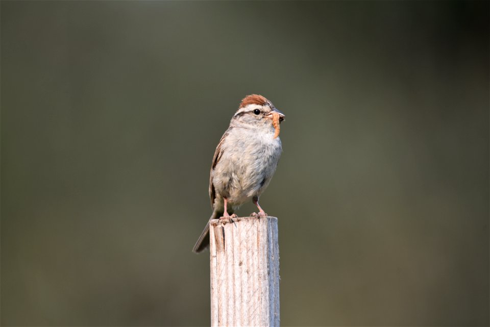 Chipping sparrow photo
