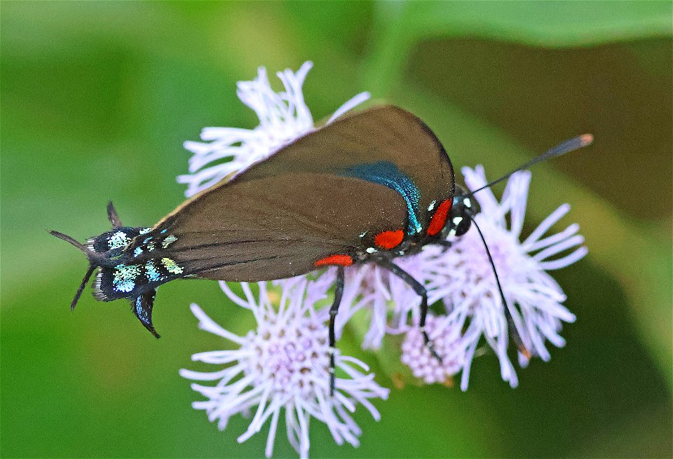 HAIRSTREAK, GREAT PURPLE (Atlides halesus) (01-02-2023) national buttrtfly center, palmview, hidalgo co, tx -07a