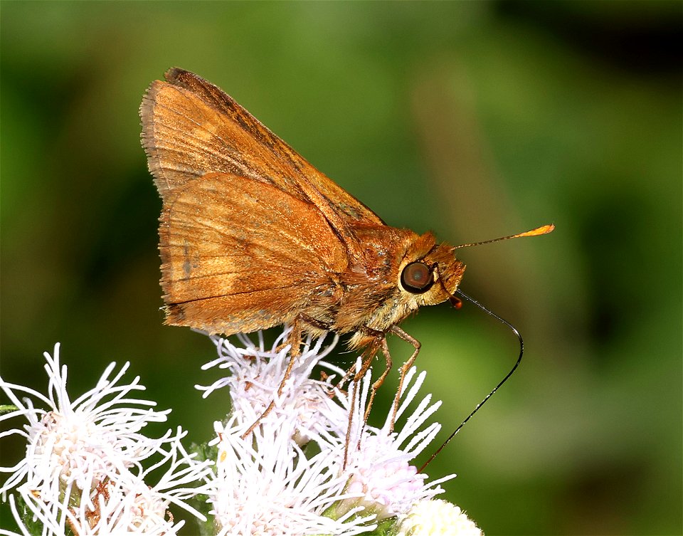 BROKEN-DASH, SOUTHERN (Wallengrenia otho) (02-26-2023) national buttrtfly center, palmview, hidalgo co, tx -01