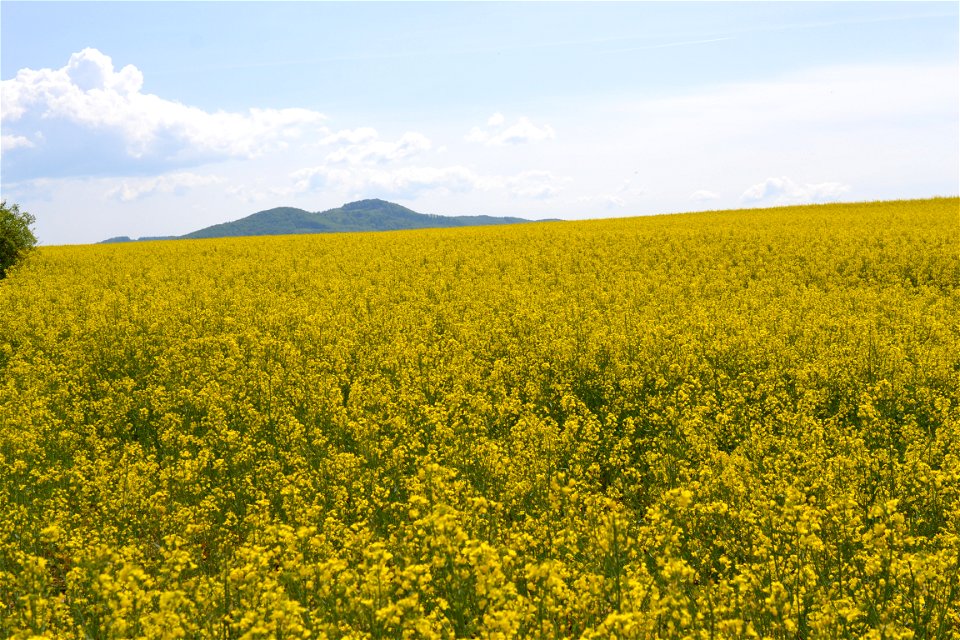 Rapeseed Field photo