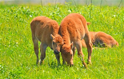 Bison calves get playful in Iowa! photo