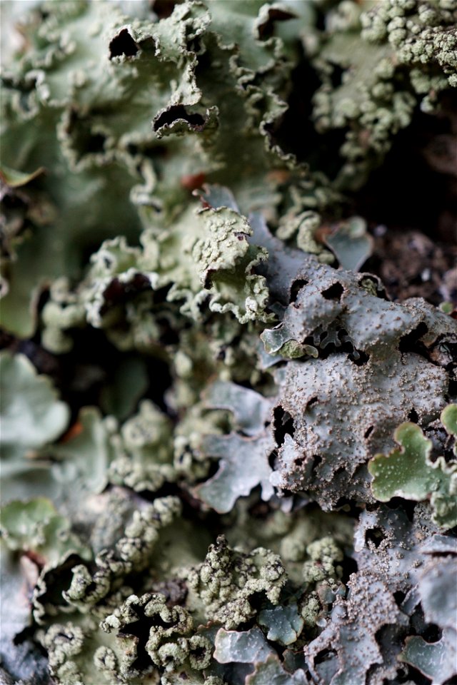 Shield Lichen photo