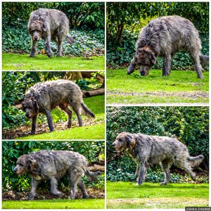 Big Dog