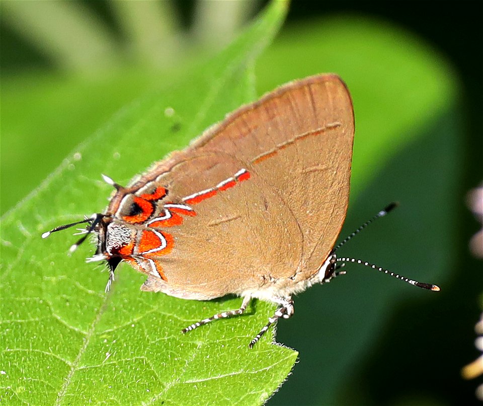 HAIRSTREAK, DUSKY-BLUE (Calycopis cecrops) (12-30-2021) national butterfly center, mission, hidalgo co, tx -05