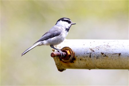 Mountain chickadee (Poecile gambeli) in Lower Mammoth
