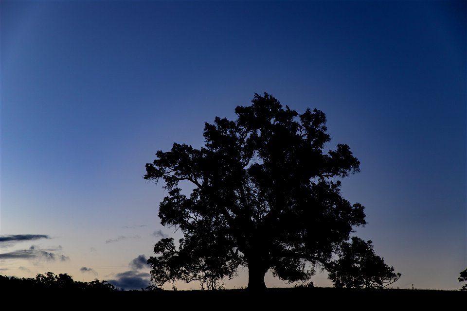 Stately lone tree