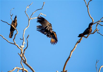 Red-tailed black cockatoos