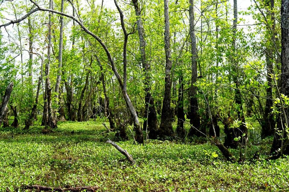 alligatorweed plus Ludwigia scene Wiggins Mill KG (2)