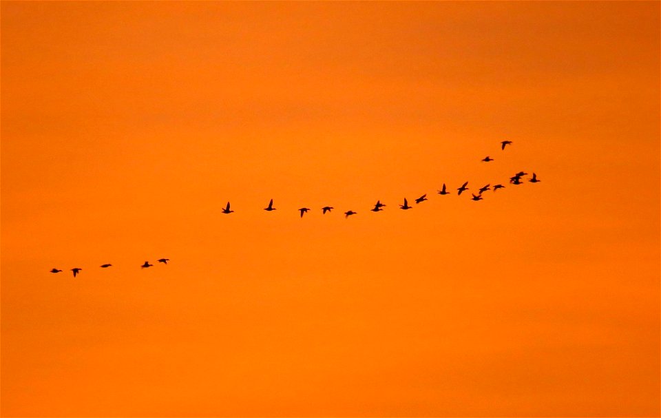 Ducks over the Mississippi River photo