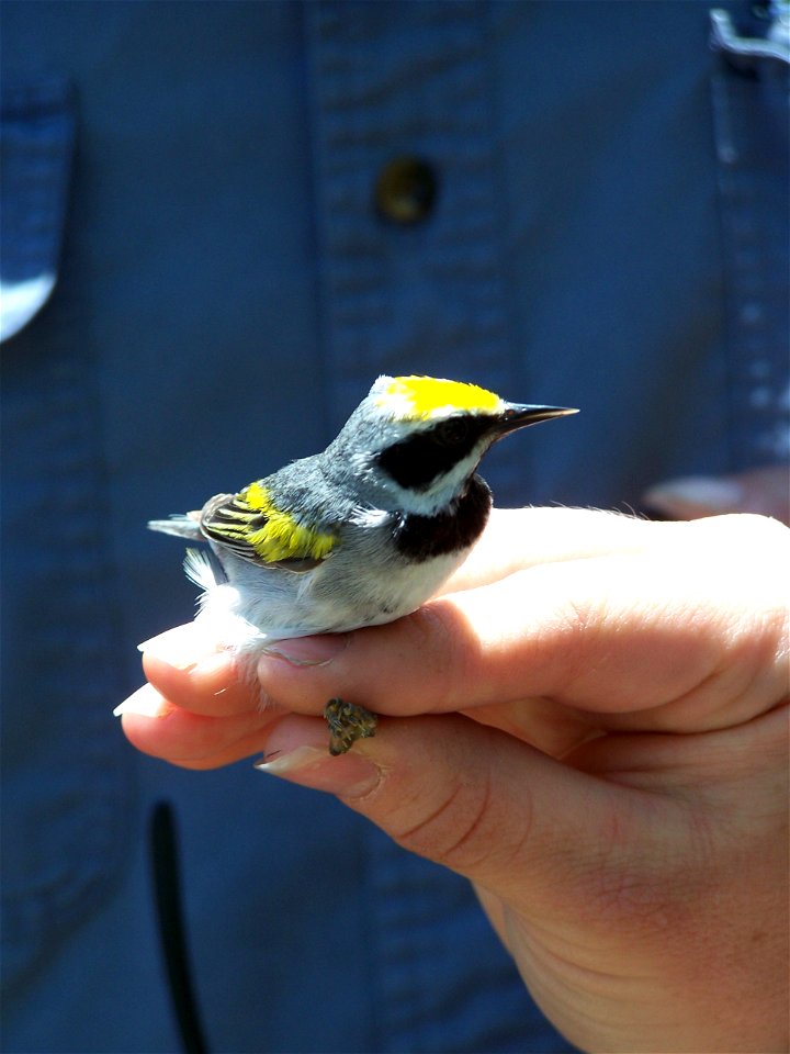 Golden Winged Warbler