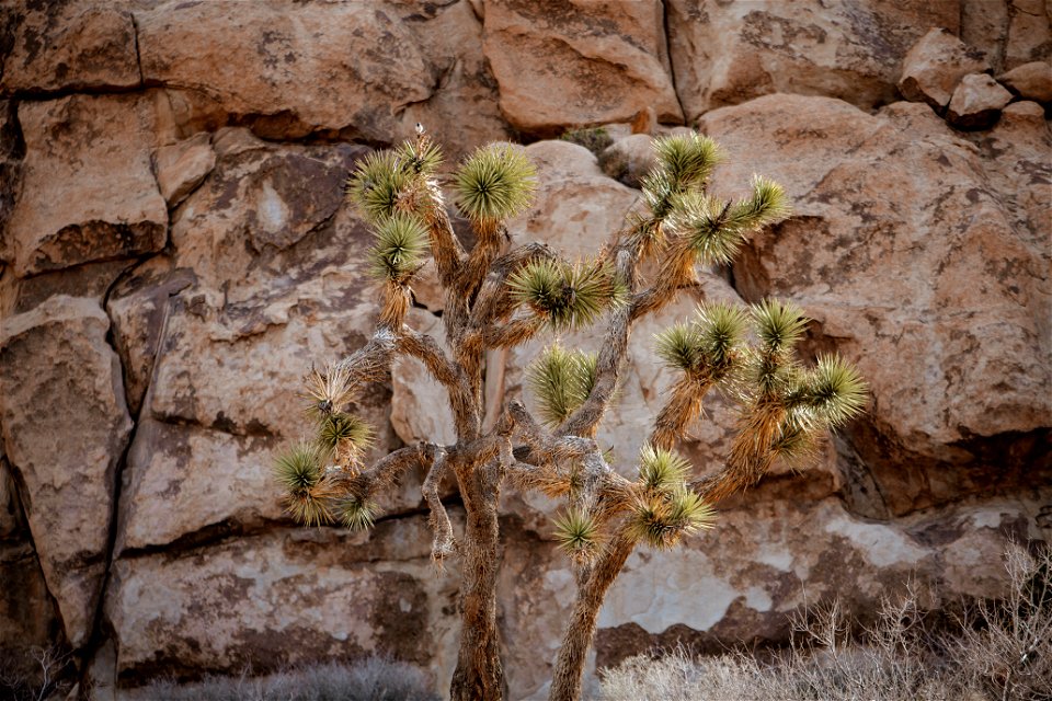 Sparrow on Joshua Tree photo