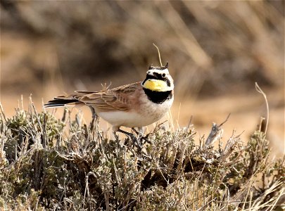 Horned Lark at Seedskadee National Wildlife Refuge photo