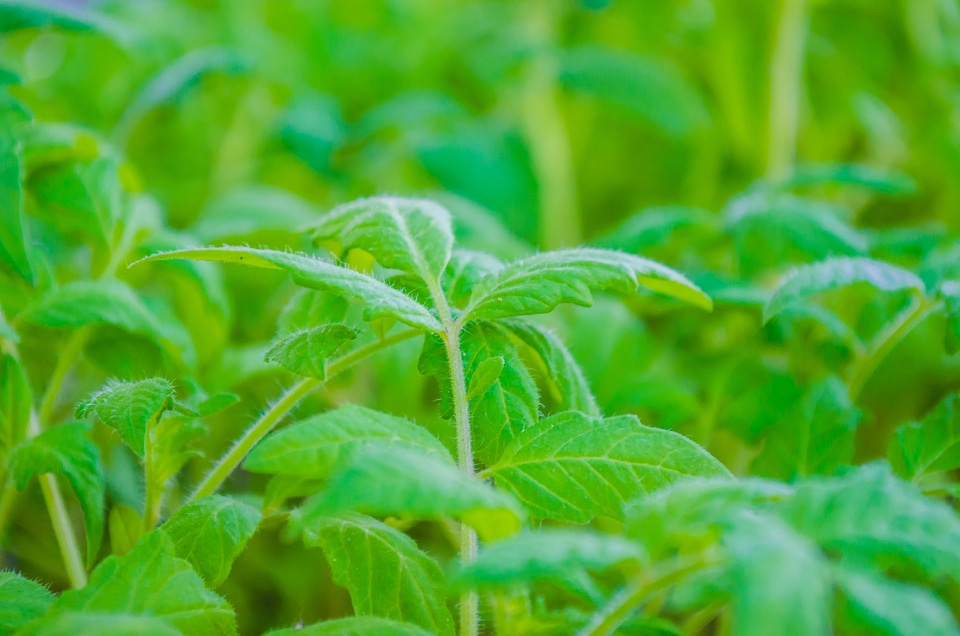 Seedlings of tomatoes garden vegetable garden