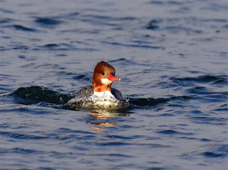 Common merganser at Seedskadee National Wildlife Refuge