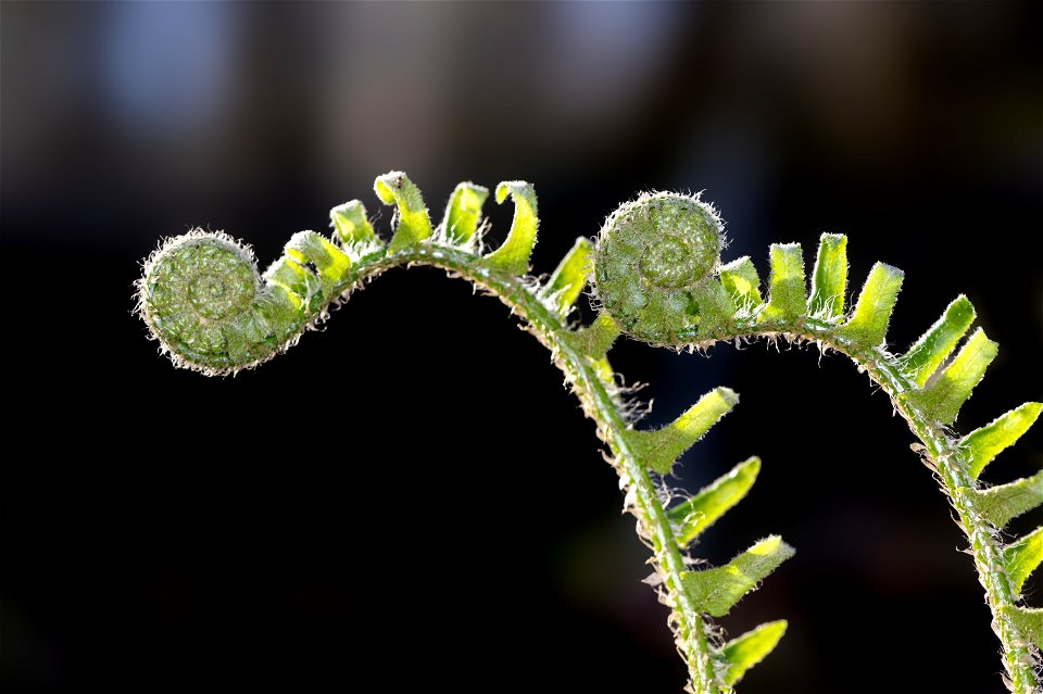 Fiddleheads photo