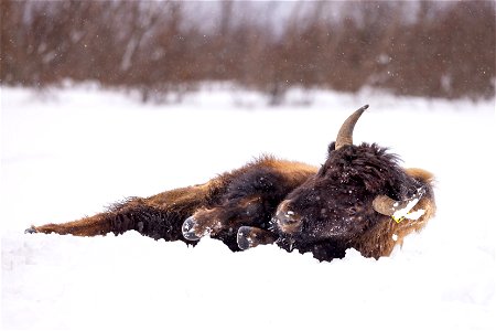 Wood bison in the snow photo