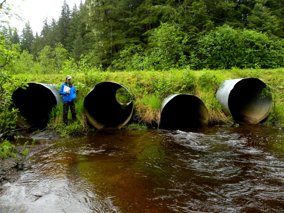Quad culverts on Montana Creek, Juneau, Alaska.