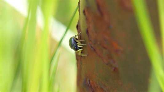 Heliophanus cf. cupreus photo