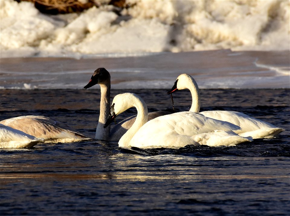 Trumpeter swans at Seedskadee National Wildlife Refuge