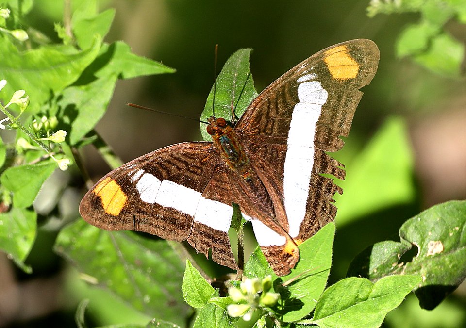 SISTER, SPOT-CELLED (Adelpha basiloides) (12-14-2022) national butterfly center, mission, hidalgo co, tx -02