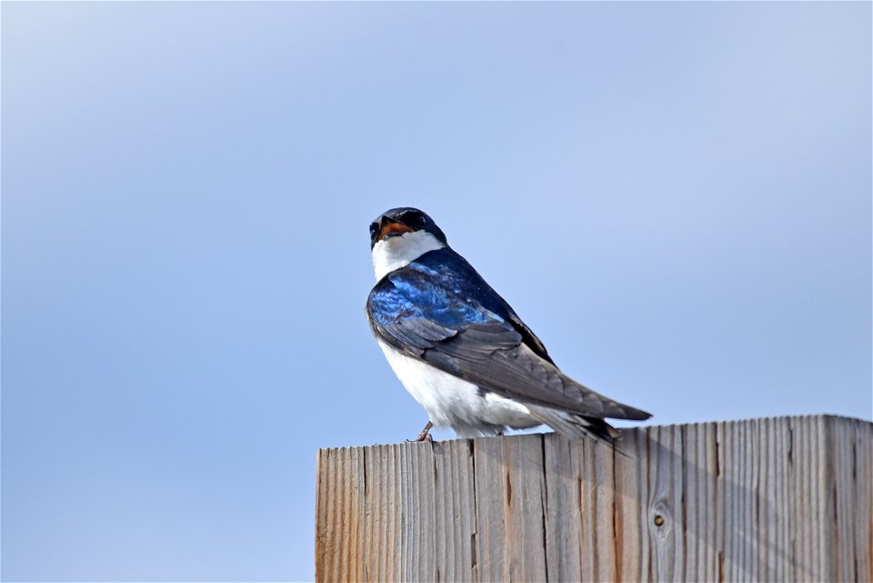 Tree swallow photo