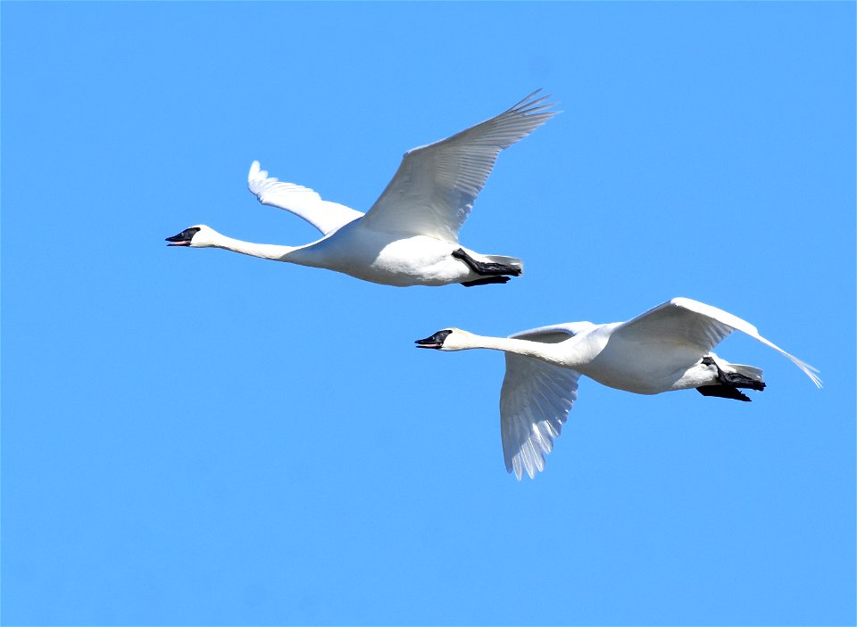 Trumpeter swans at Seedskadee National Wildlife Refuge