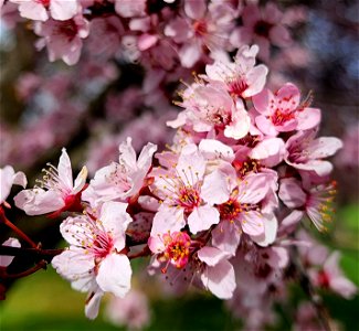 3008 - SPRING IN MEDFORD, OREGON (03-16-2022) (5)