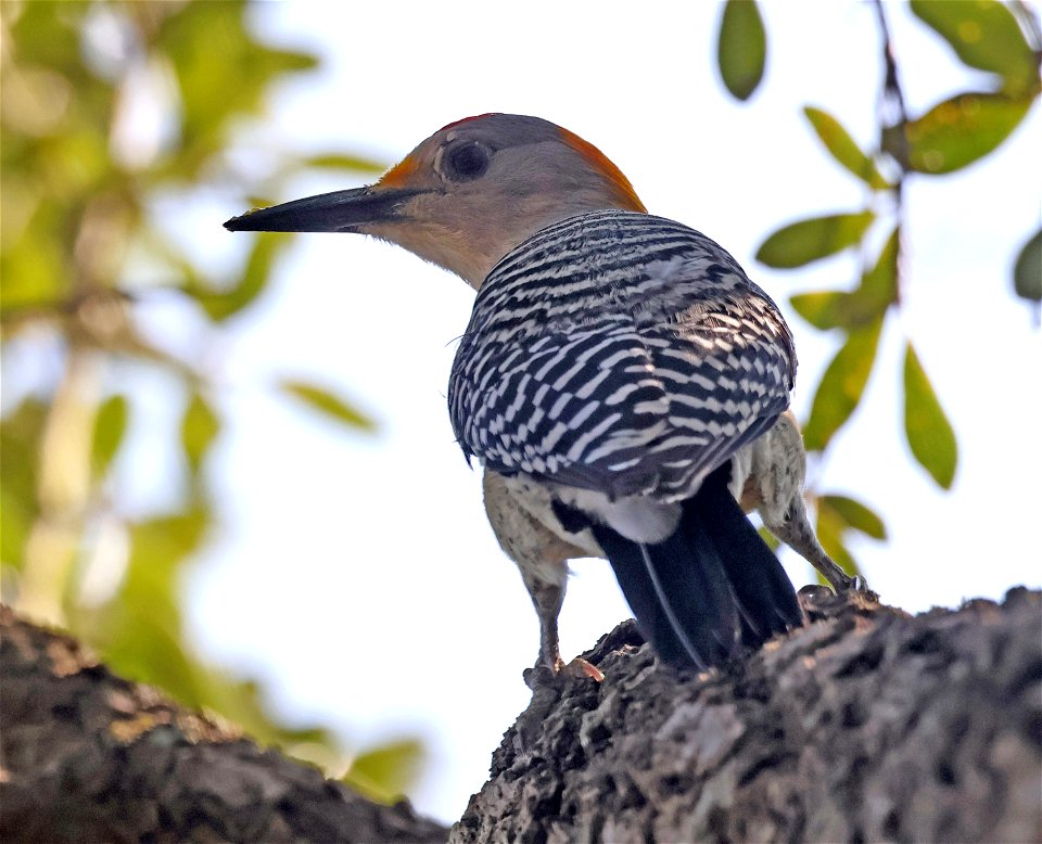 526 - GOLDEN-FRONTED WOODPECKER (02-09-2023) estero llano grande sp, hidalgo co, tx -02