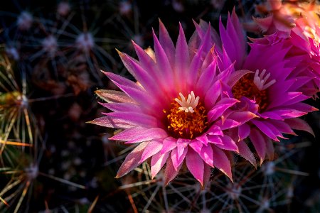 Blooming ball cactus