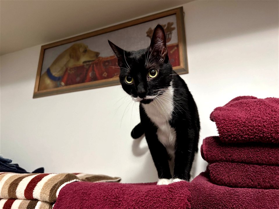 Yeah, I Got Cattitude