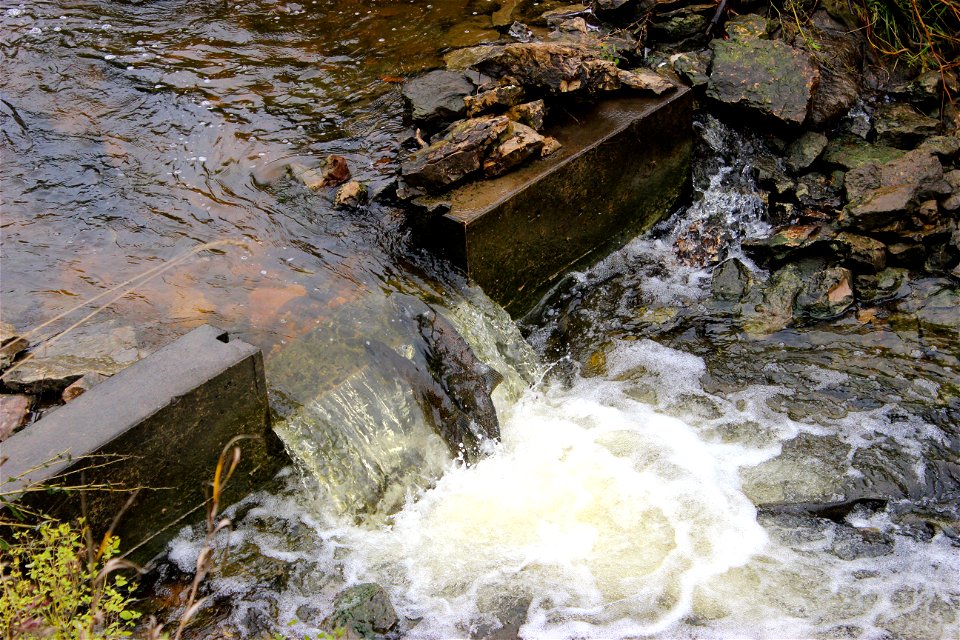 Climbing Chinook Salmon photo