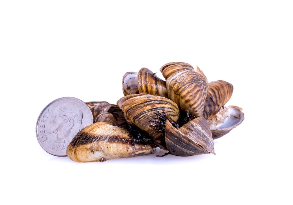 Zebra Mussels (Dreissena polymorpha)