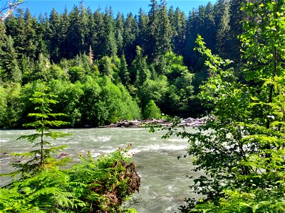Sauk River from the Old Sauk Trail, Mt. Baker-Snoqualmie National Forest. Photo by Anne Vassar June 22, 2021. photo