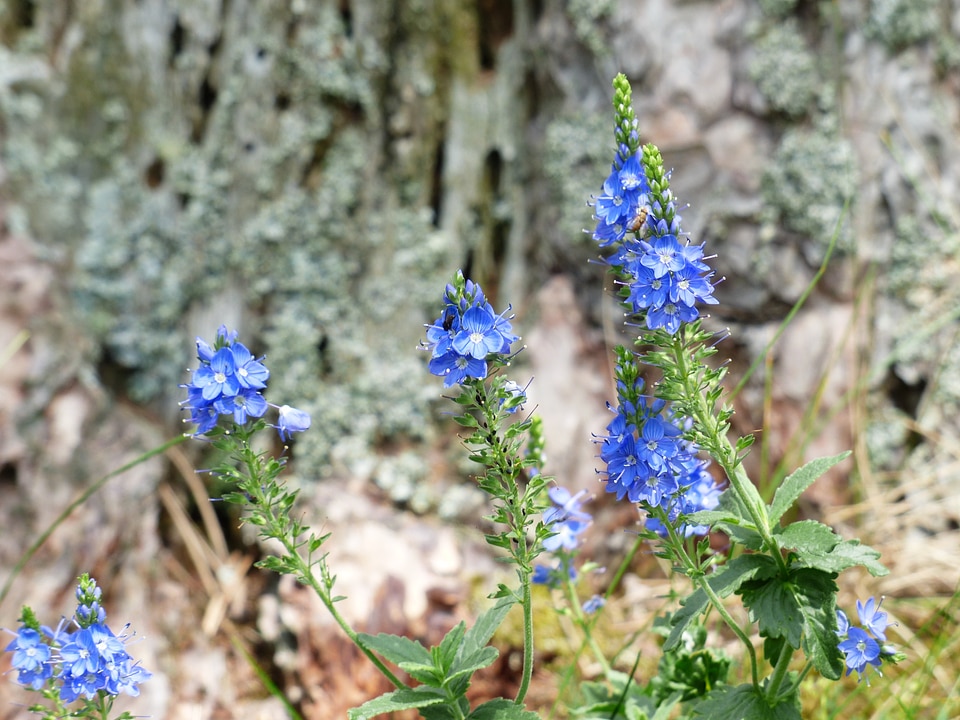 Bloom flower blue photo